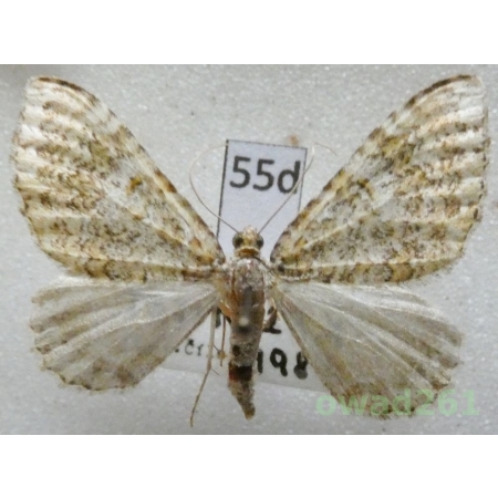 Euphyia frustata (Treitschke, 1828) Czech55d